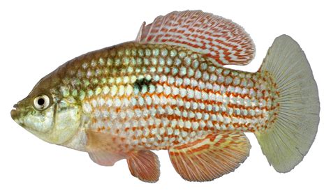 Picture Fish .